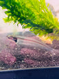 Glass Catfish