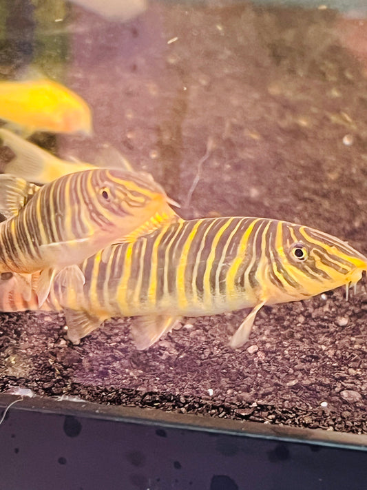 Striata Botia