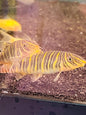 Striata Botia