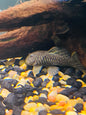 Chubby Pleco L056