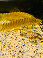 Tiger Botia