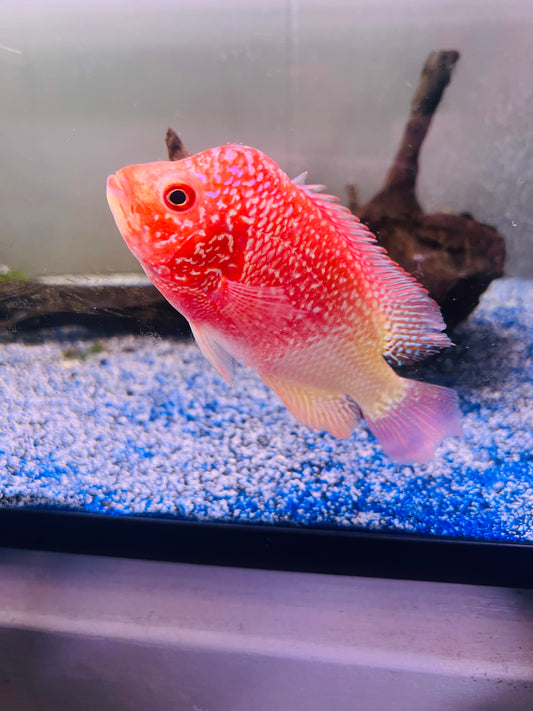 Red Goldenbase Flowerhorn Hybrid
