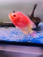 Red Goldenbase Flowerhorn Hybrid