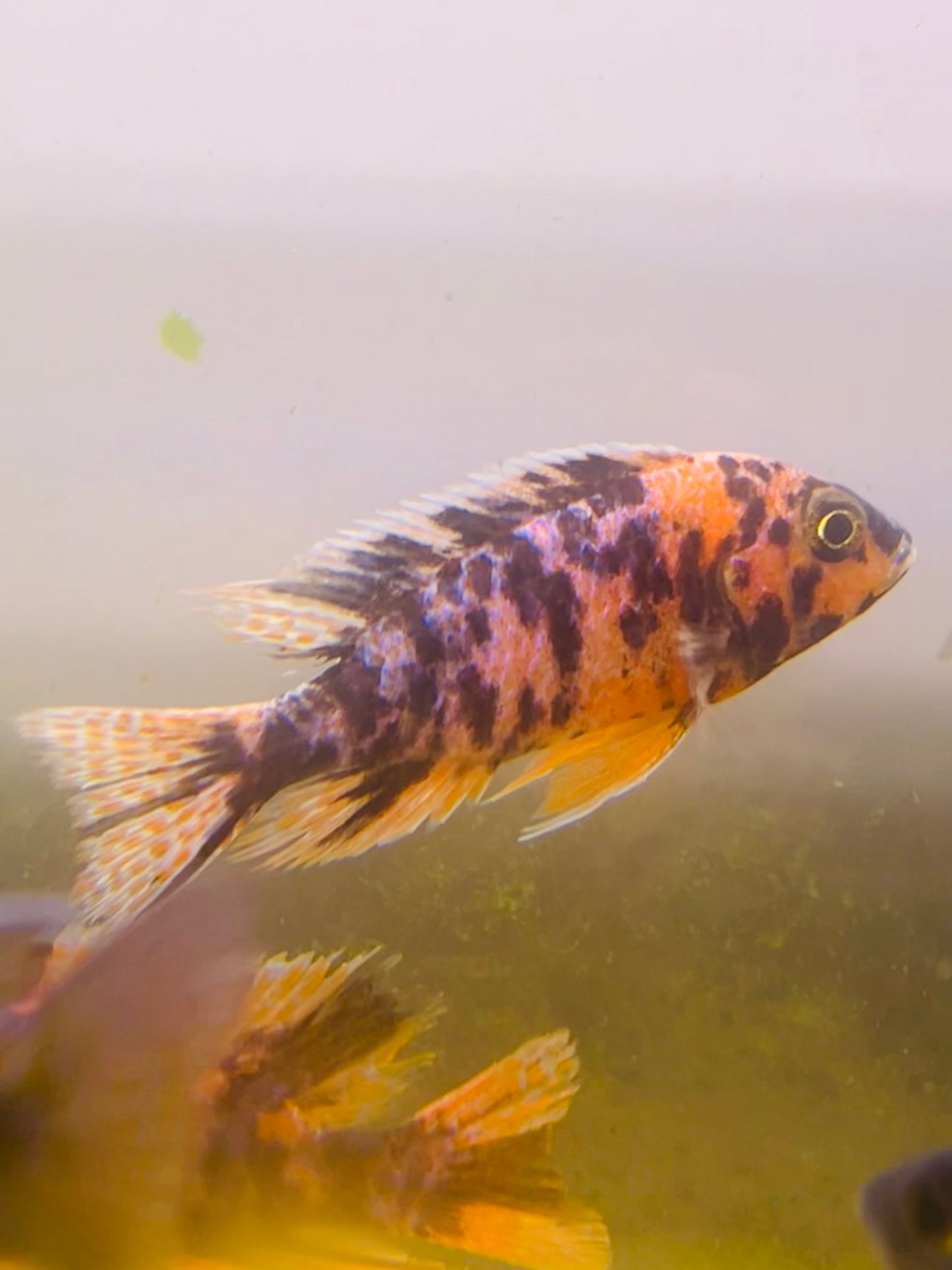 Orange Blotched Peacock