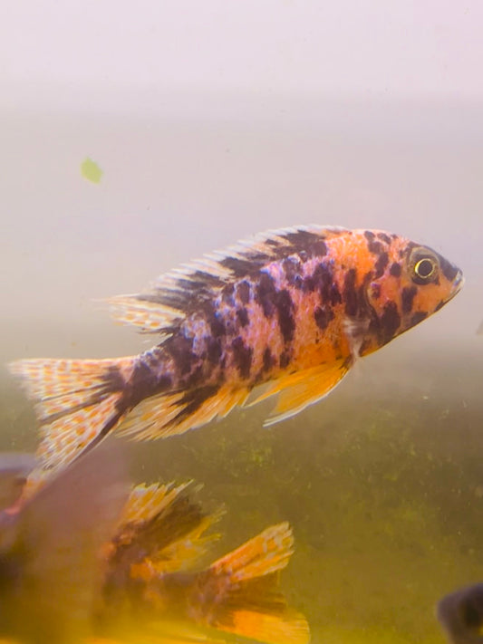 Orange Blotched Peacock