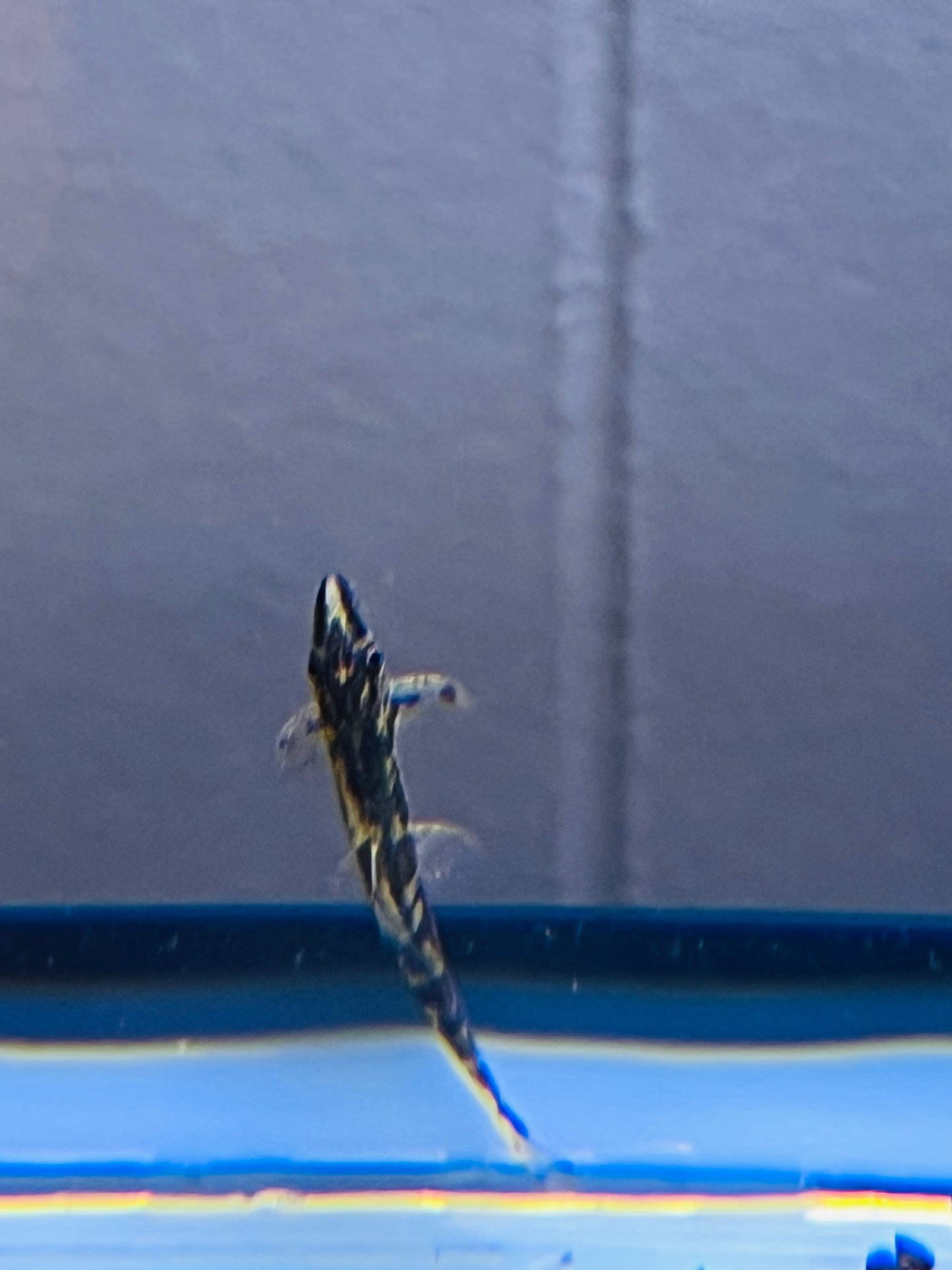 Red Gecko Loach
