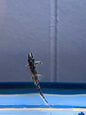 Red Gecko Loach