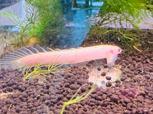 Albino Dinosaur Senegalus Polypterus