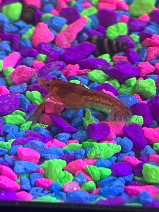 Dwarf Orange Lobster