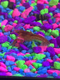 Dwarf Orange Lobster