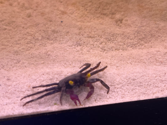 Crab Purple Vampire