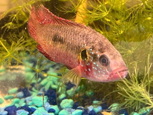 Jewel Cichlid