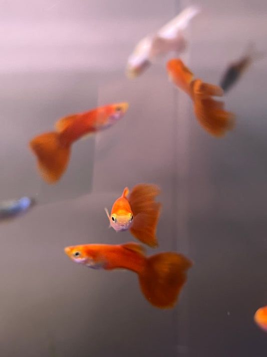 Red Moscow Guppy Male