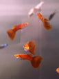 Red Moscow Guppy Male