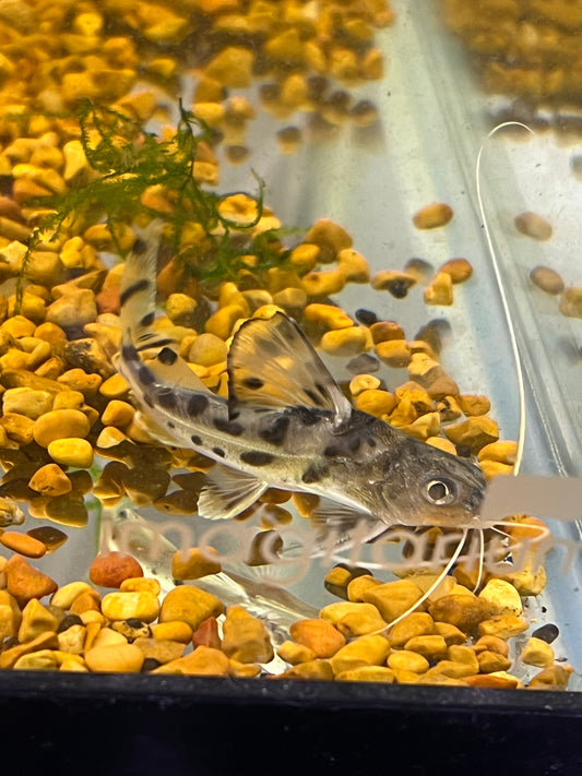 Polkadot Pictus Catfish