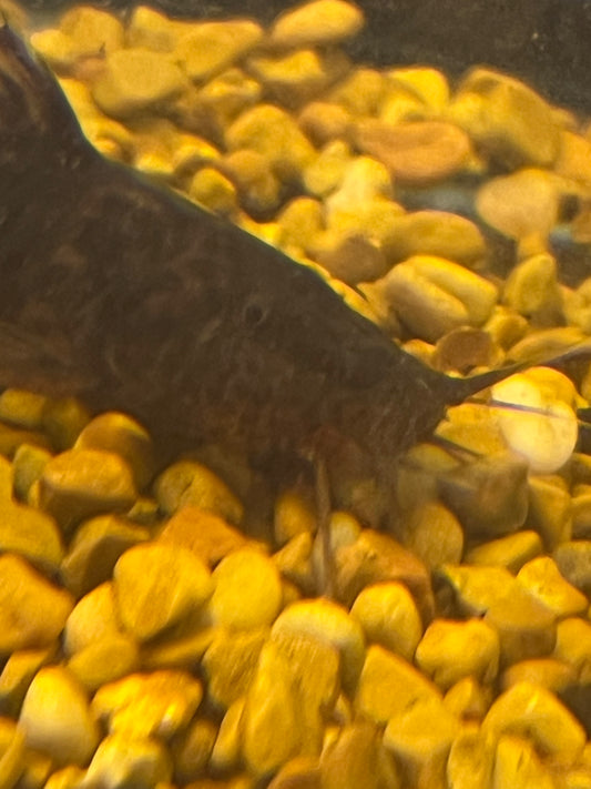Giraffe Dwarf Catfish