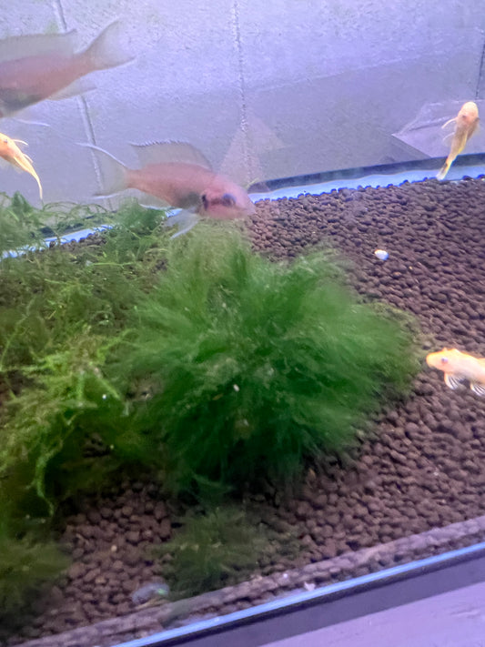 Brichardi Fairy Cichlid