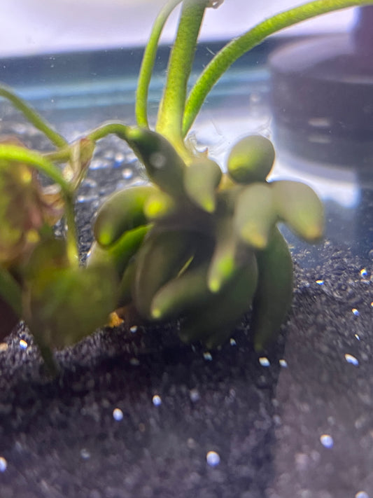 Banana Plant
