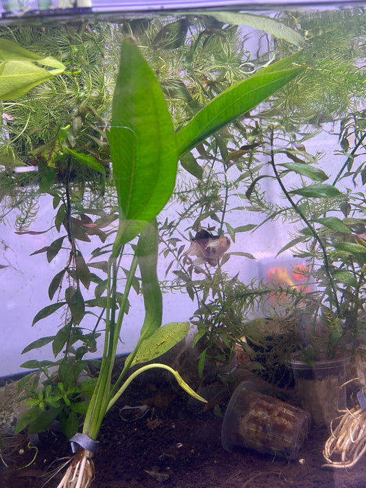 Melon Sword Plant
