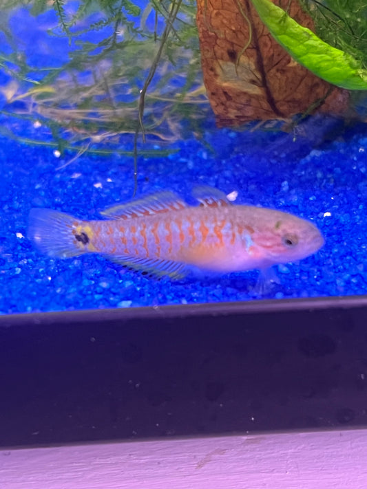 Peacock Gudgeon Florida
