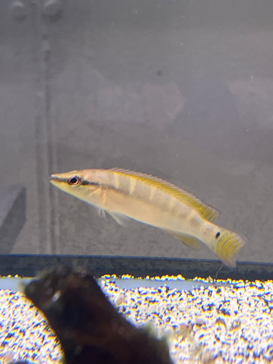 Green Yellow Tail Dwarf Pike Cichlid