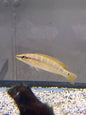 Green Yellow Tail Dwarf Pike Cichlid