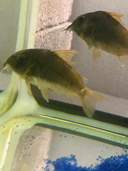 Concolor Corydoras