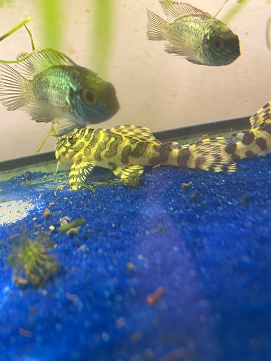 Leopard Frog Pleco L134