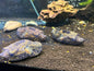 Dragon Puffer