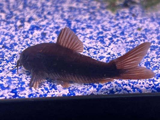 Black Venezuelan Corydora