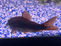 Black Venezuelan Corydora