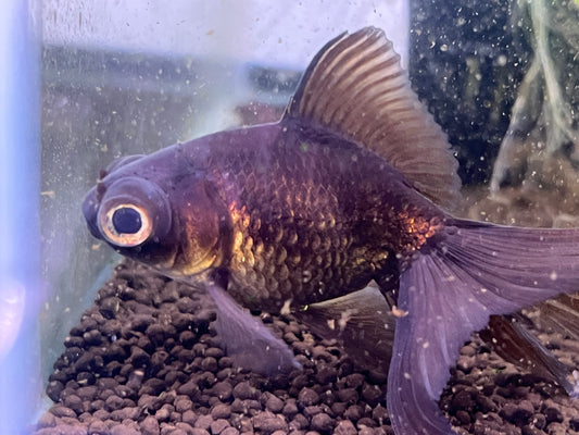 Black Moore Goldfish