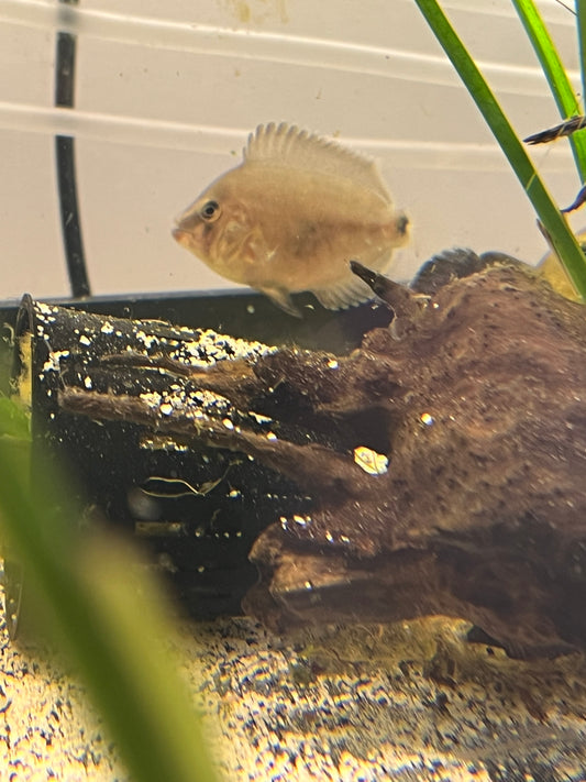 Uaru Cichlid