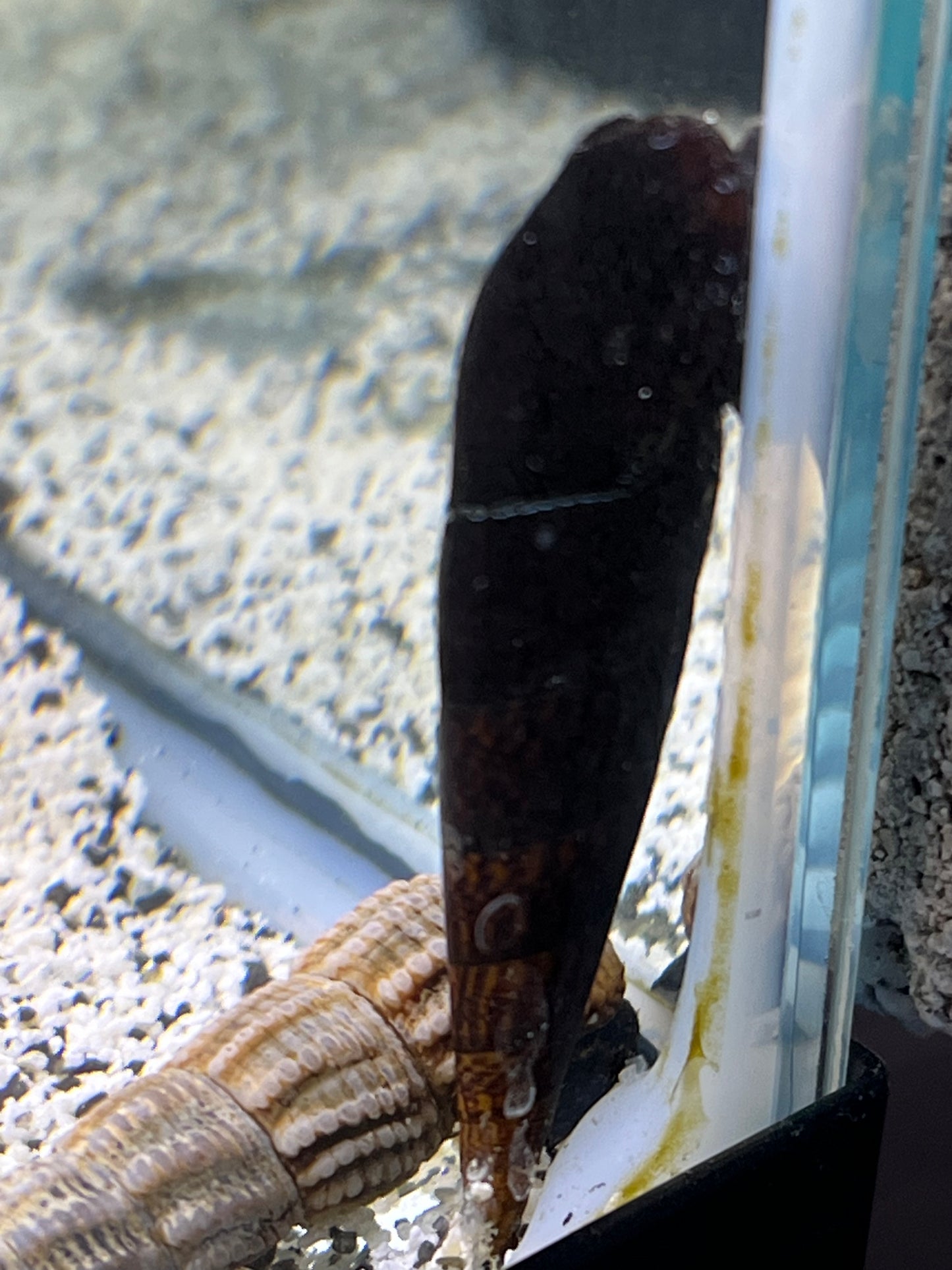 Rabbit Snail