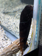 Rabbit Snail