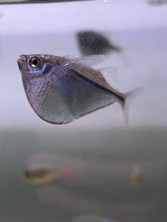 Silver Hatchet Tetra