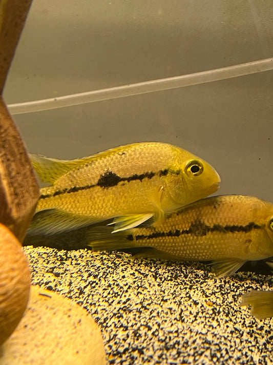 Nicaraguense Cichlid