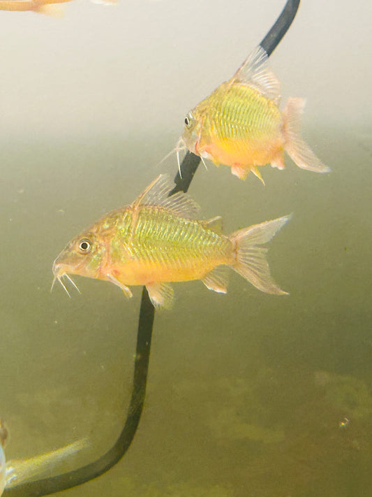 Brochis Britskii Corydora