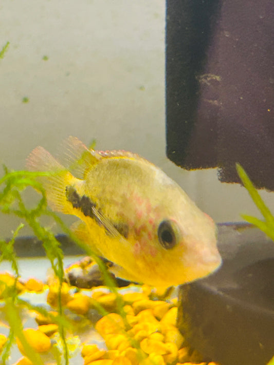 Vieja Fenestratus Cichlid