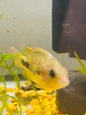 Vieja Fenestratus Cichlid