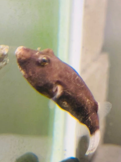 Potato Puffer Miurus