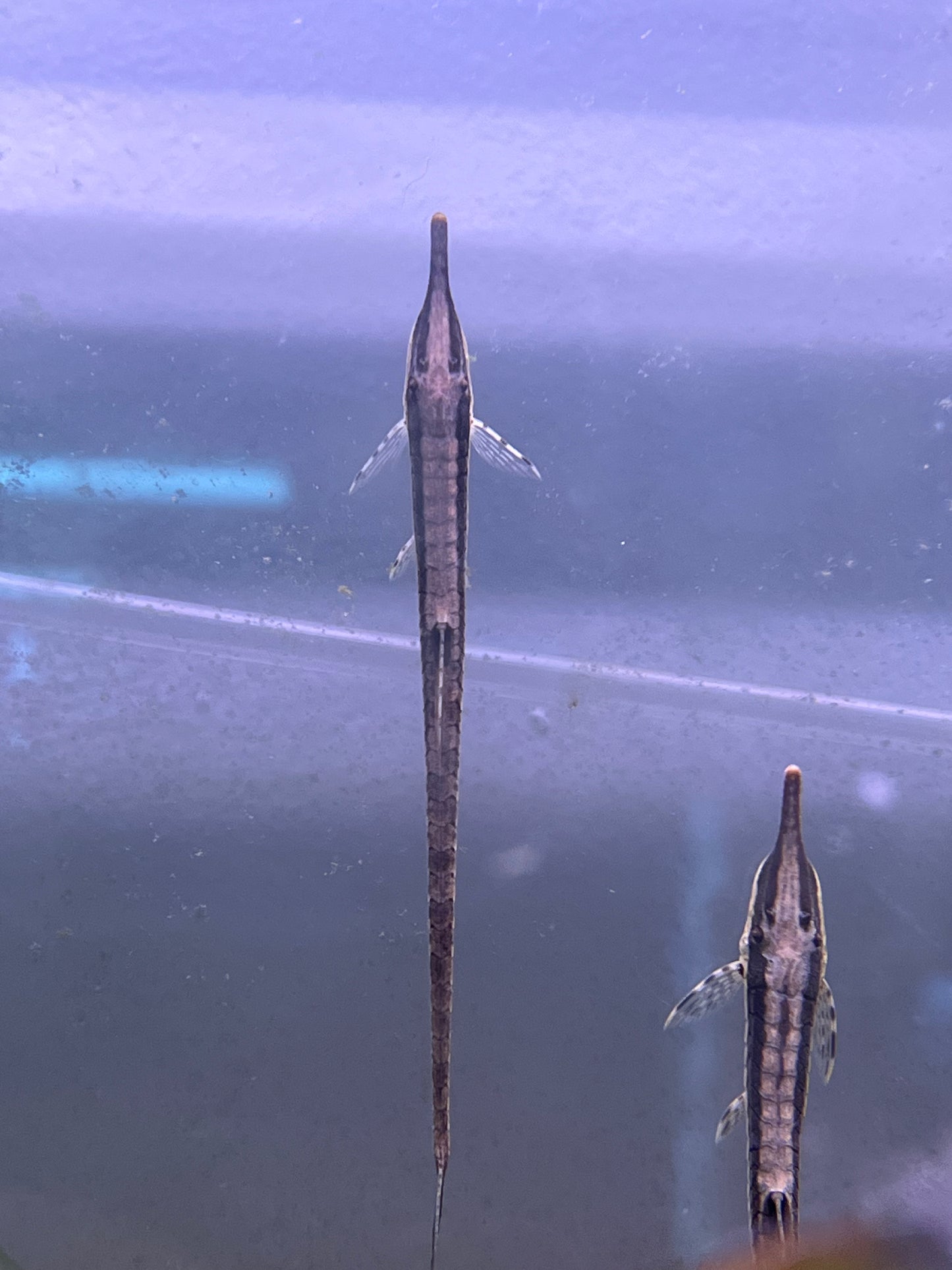 Farlowella Catfish