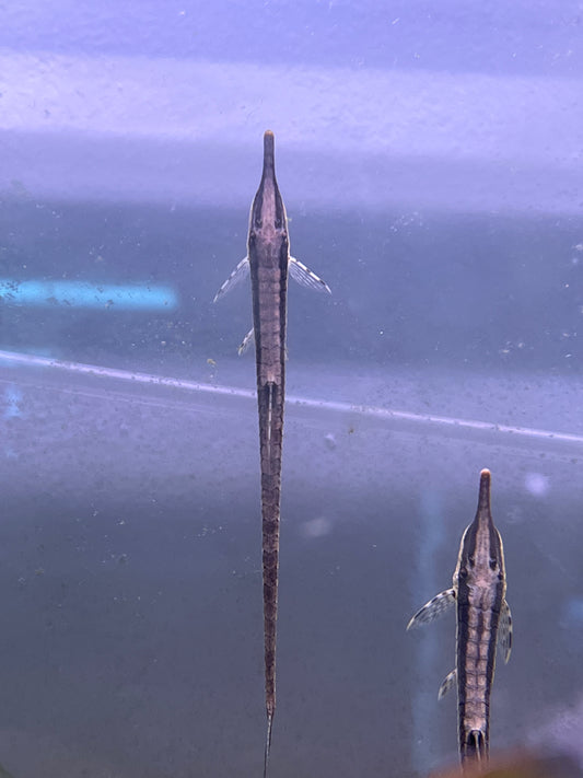 Farlowella Catfish