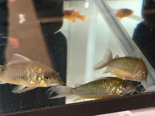 Emerald Green Corydoras
