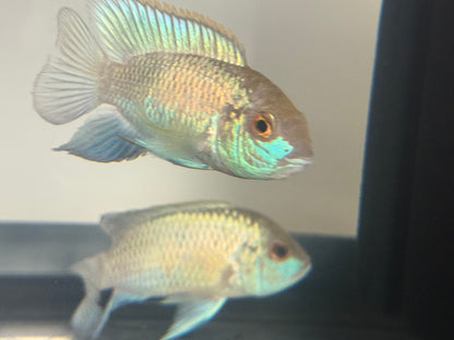 Electric Blue Acara