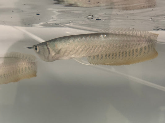 Silver Arowana