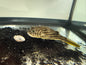 Fahaka Puffer