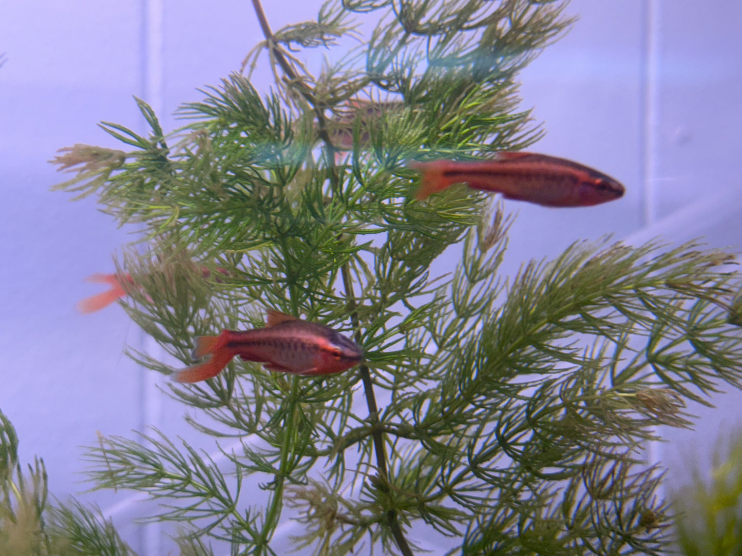 Veiltail Cherry Barb