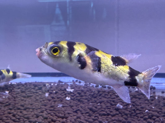 South American puffer