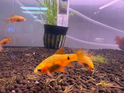 Red Glass Barb